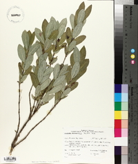 Lonicera oblongifolia image