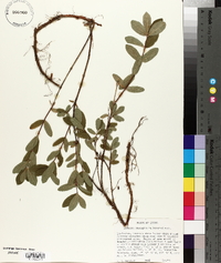 Lonicera oblongifolia image