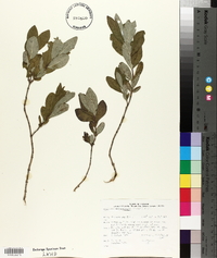 Lonicera oblongifolia image