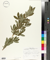 Lonicera oblongifolia image