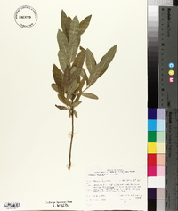 Lonicera oblongifolia image