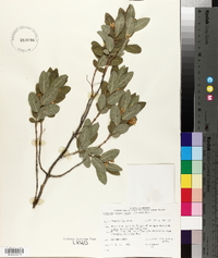 Lonicera oblongifolia image