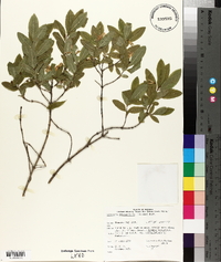 Lonicera oblongifolia image