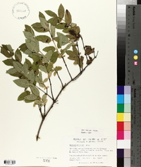 Lonicera morrowii image