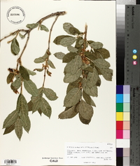 Lonicera involucrata image