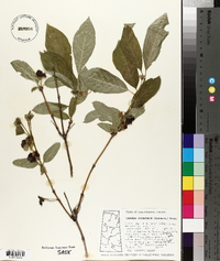 Lonicera involucrata image