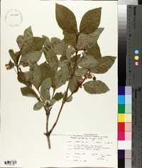 Lonicera involucrata image