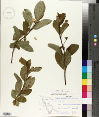 Lonicera involucrata image