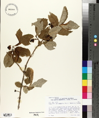 Lonicera involucrata image