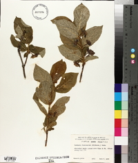 Lonicera involucrata image