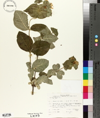 Lonicera hirsuta image