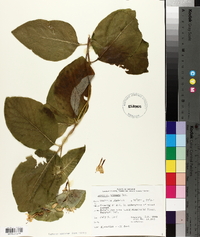 Lonicera hirsuta image