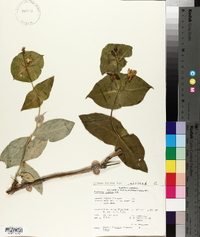 Lonicera hirsuta image