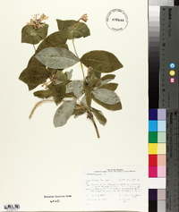 Lonicera dioica image