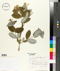 Lonicera dioica image