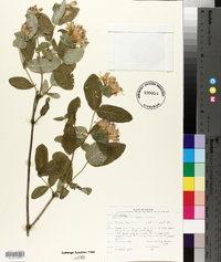 Lonicera dioica image