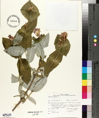 Lonicera dioica image