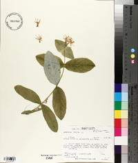 Lonicera dioica image