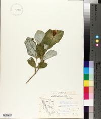 Lonicera dioica image