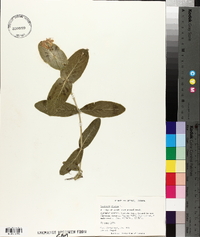 Lonicera dioica image