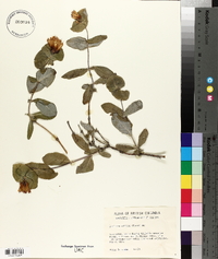 Lonicera ciliosa image