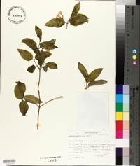 Lonicera canadensis image