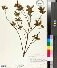 Lonicera canadensis image