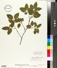 Lonicera canadensis image