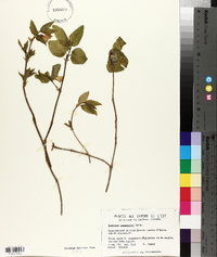 Lonicera canadensis image