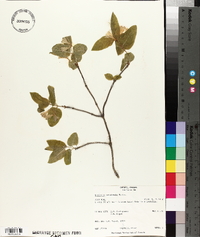 Lonicera canadensis image