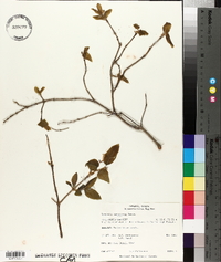 Lonicera canadensis image