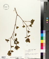 Lonicera canadensis image