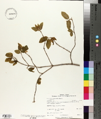 Lonicera canadensis image