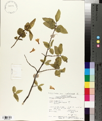 Lonicera canadensis image