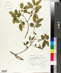 Lonicera canadensis image