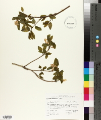 Lonicera canadensis image