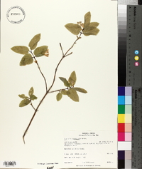 Lonicera canadensis image