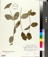 Lonicera ciliosa image