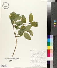 Lonicera canadensis image