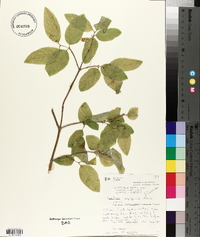 Lonicera canadensis image