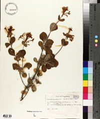 Lonicera etrusca image