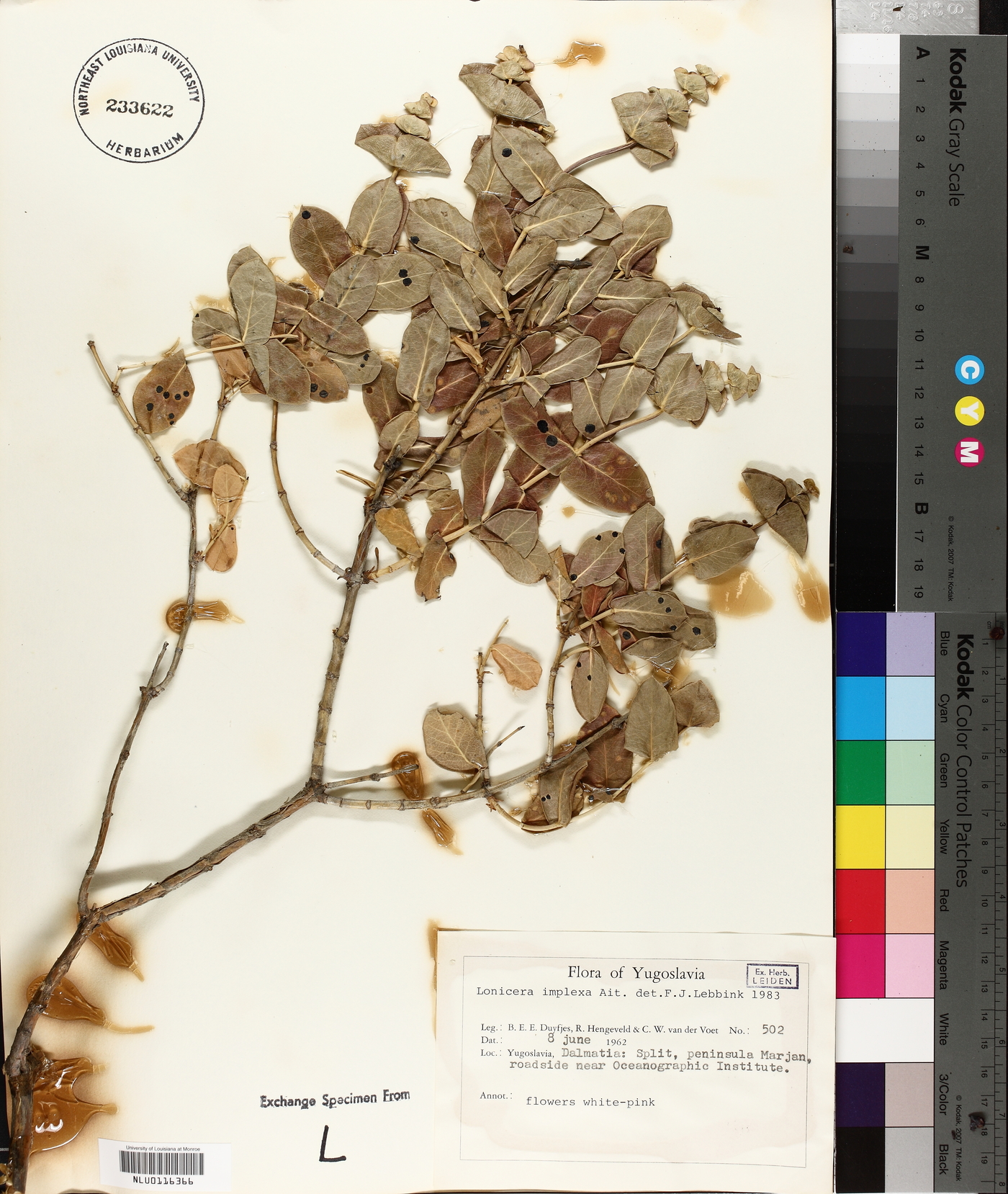 Lonicera implexa image