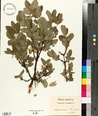 Lonicera caerulea image