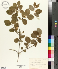 Lonicera xylosteum image