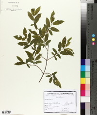 Lonicera nigra image