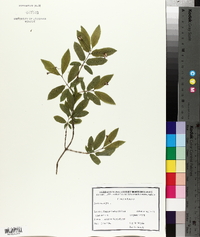 Lonicera nigra image