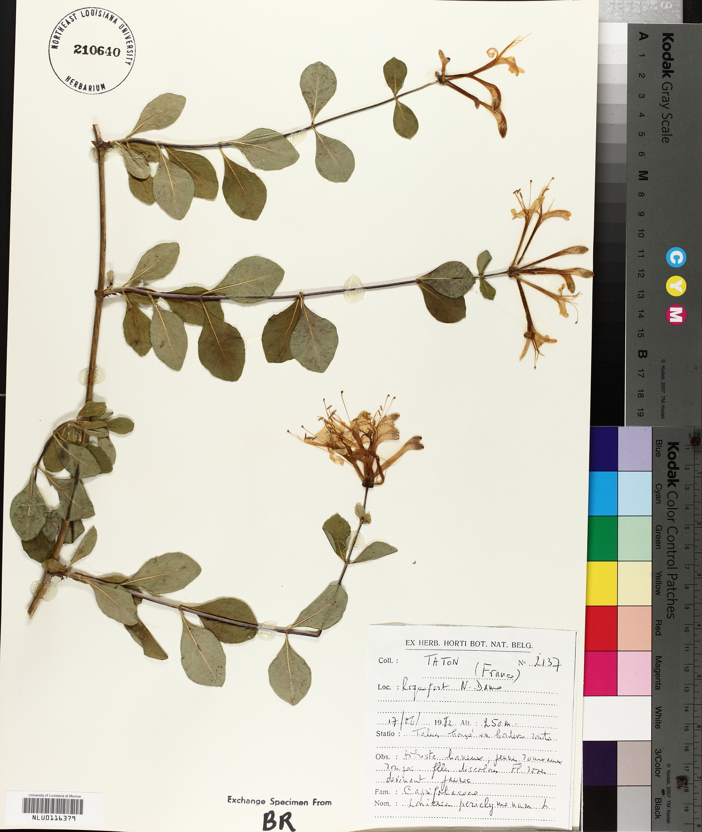 Lonicera periclymenum image