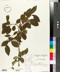 Lonicera xylosteum image