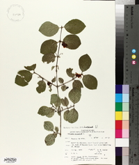 Lonicera xylosteum image