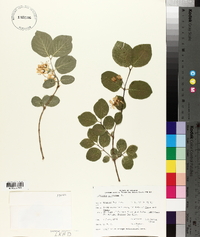 Lonicera xylosteum image